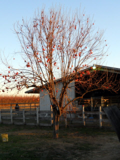 Persimmon tree in winter